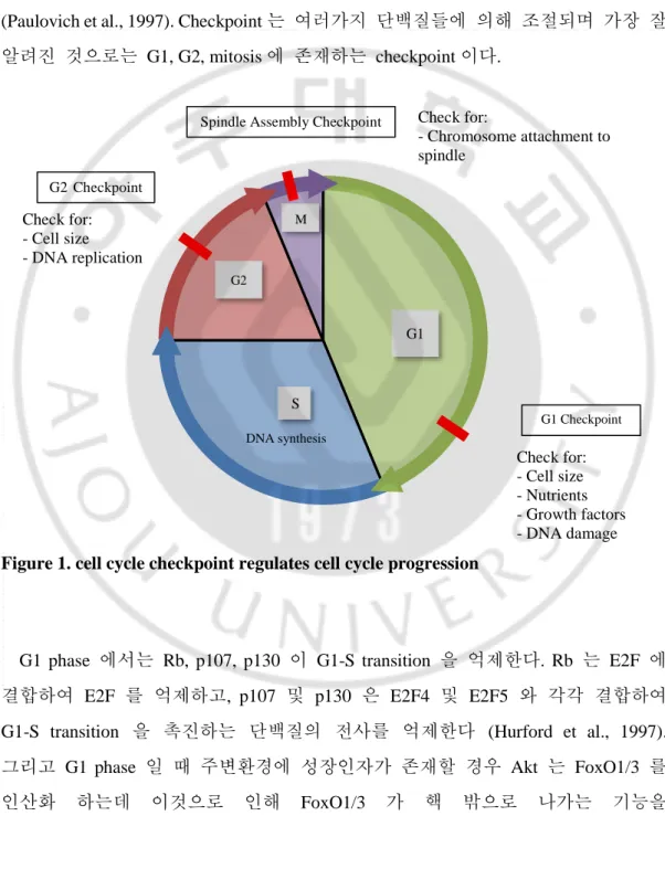 Figure 1. cell cycle checkpoint regulates cell cycle progression 