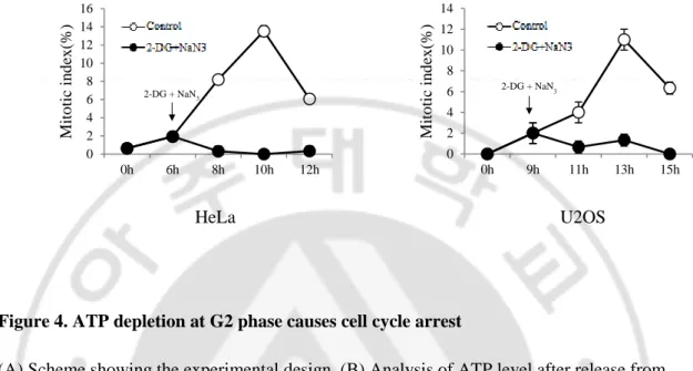 Figure 4. ATP depletion at G2 phase causes cell cycle arrest 