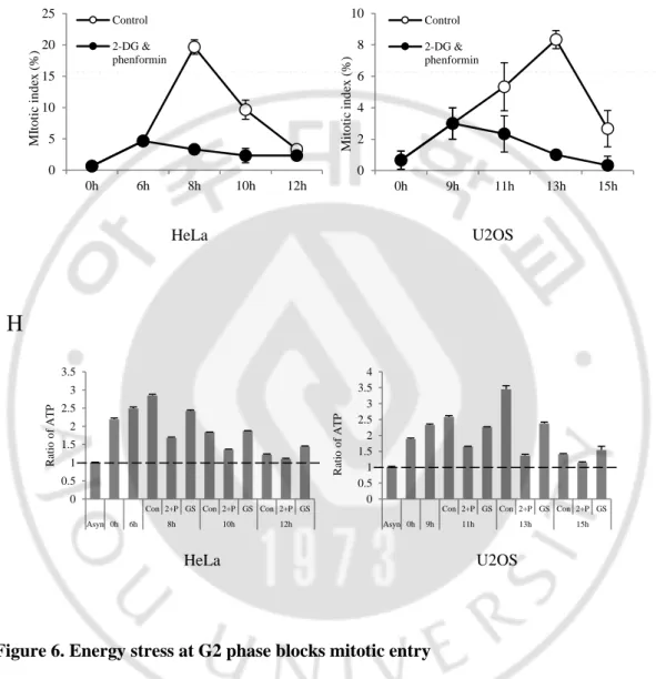 Figure 6. Energy stress at G2 phase blocks mitotic entry   