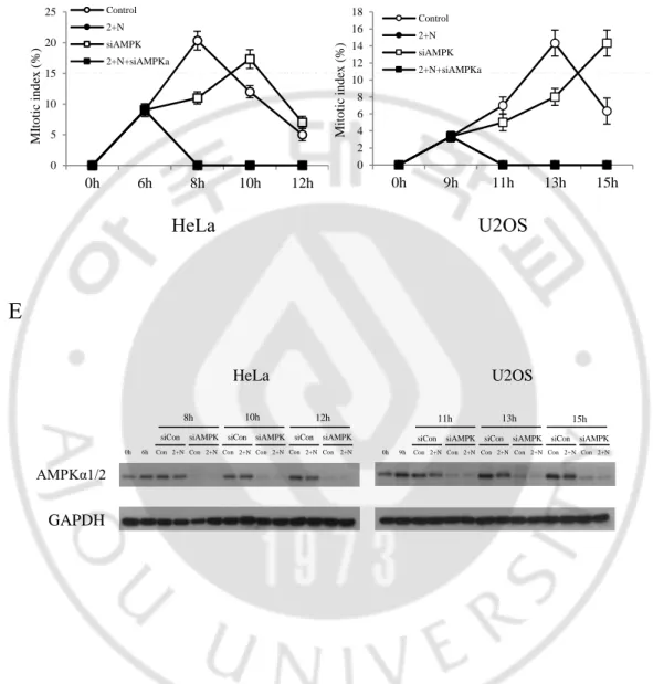Figure 7. AMPK did not affect G2/M transition during ATP depletion 
