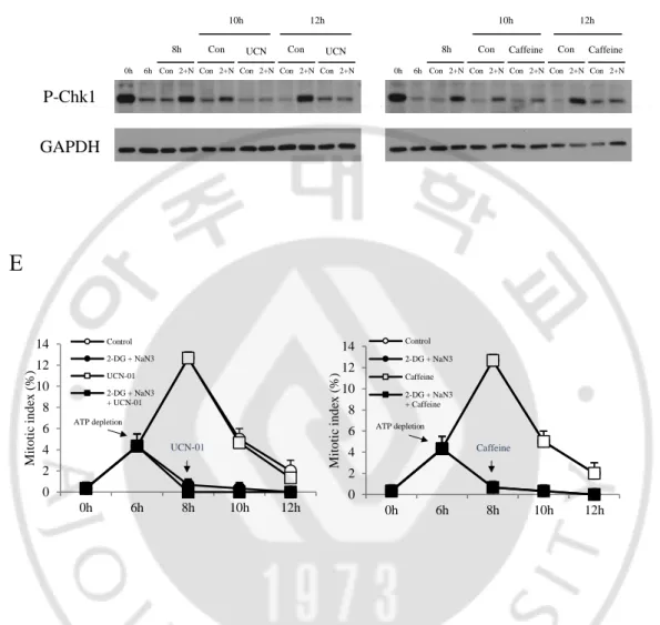 Figure 8. DNA damage did not affect G2/M transition during ATP depletion 