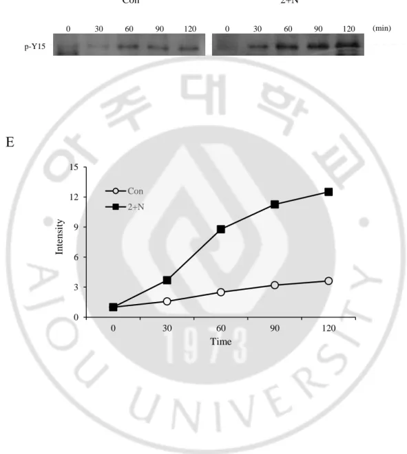 Figure 9. ATP depletion affect Cdk1 regulator   