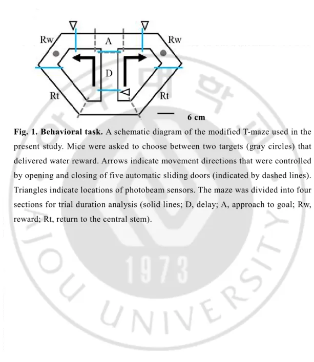 Fig. 1. Behavioral task. A schematic diagram of the modified T-maze used in the  present  study