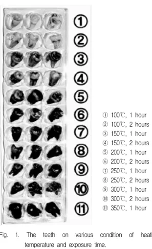 Fig.  1.  The  teeth  on  various  condition  of  heating  temperature  and  exposure  time.