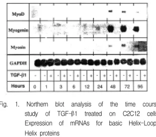 Fig.  2.  Northern  blot  analysis  of  the  time  course  study  of  TGF-β1  treated  on  C2C12  cells; 