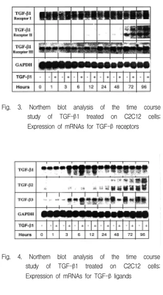 Fig.  4.  Northern  blot  analysis  of  the  time  course  study  of  TGF-β1  treated  on  C2C12  cells; 