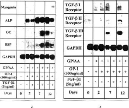 Fig.  8.  Northern  blot  analysis  of  the  study  of  combined  OP-1  and  TGF-β1  treated  on  C2C12  cells;  a