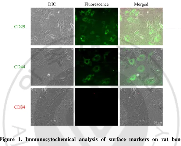 Figure  1.  Immunocytochemical  analysis  of  surface  markers  on  rat  bone  marrow-derived mesenchymal stem cells (rBM-MSCs)