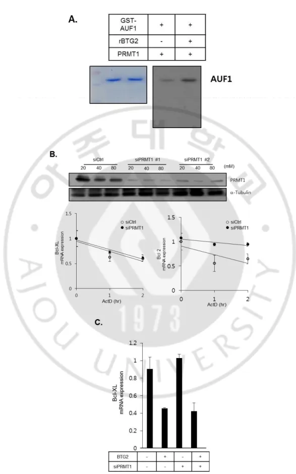 Figure S3. Regulation of Bcl-xL mRNA stability by BTG2 is not dependent on PRMT1. 