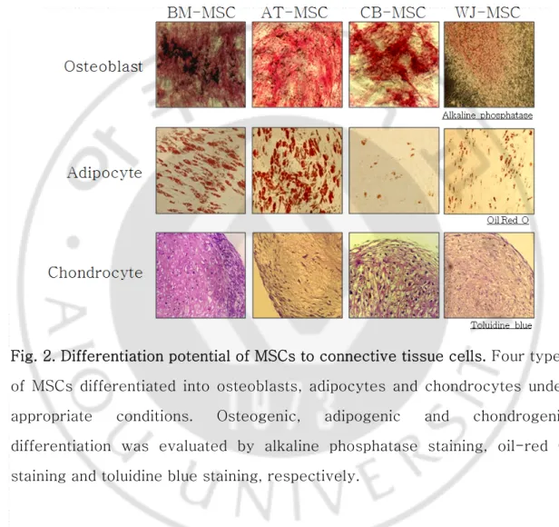 Fig. 2. Differentiation potential of MSCs to connective tissue cells. Four types  of  MSCs  differentiated  into  osteoblasts,  adipocytes  and  chondrocytes  under 
