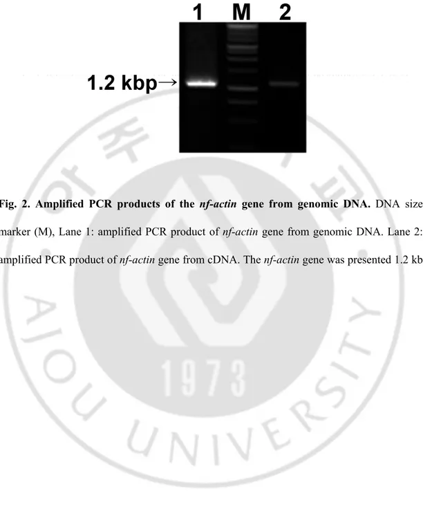 Fig.  2.  Amplified  PCR  products  of  the  nf-actin  gene  from  genomic  DNA.  DNA  size 