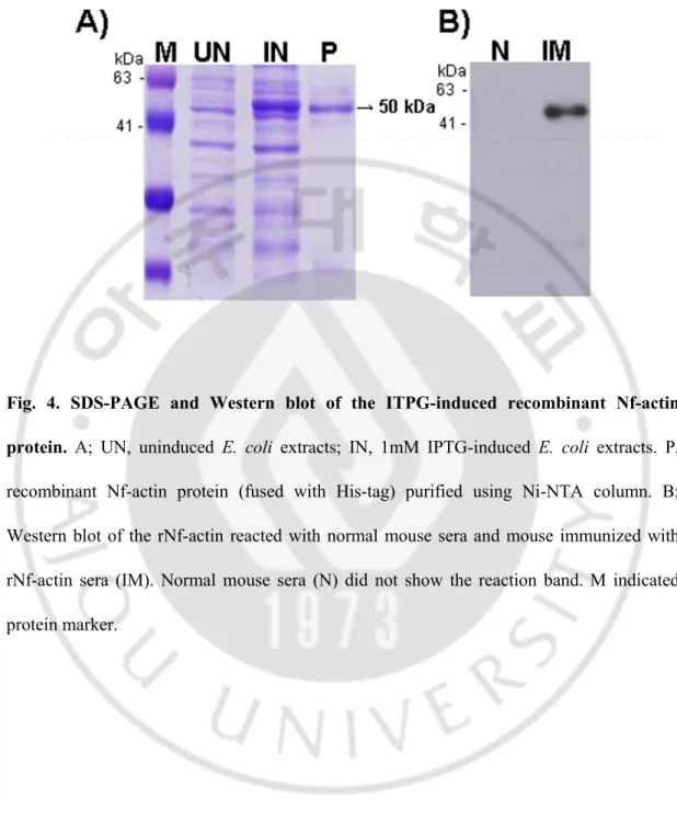 Fig.  4.  SDS-PAGE  and  Western  blot  of  the  ITPG-induced  recombinant  Nf-actin  protein