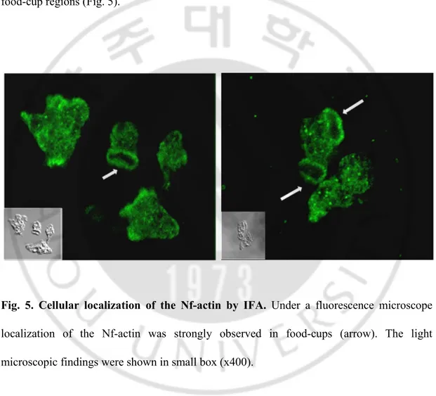 Fig.  5.  Cellular  localization  of  the  Nf-actin  by  IFA.  Under  a  fluorescence  microscope 
