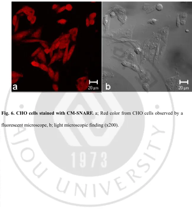 Fig. 6. CHO cells stained with CM-SNARF. a; Red color from CHO cells observed by a 