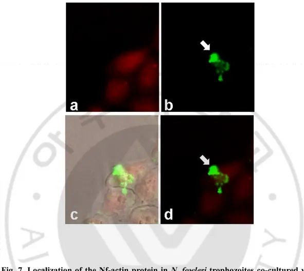 Fig. 7. Localization of the Nf-actin protein in N. fowleri trophozoites co-cultured with  CHO  cells