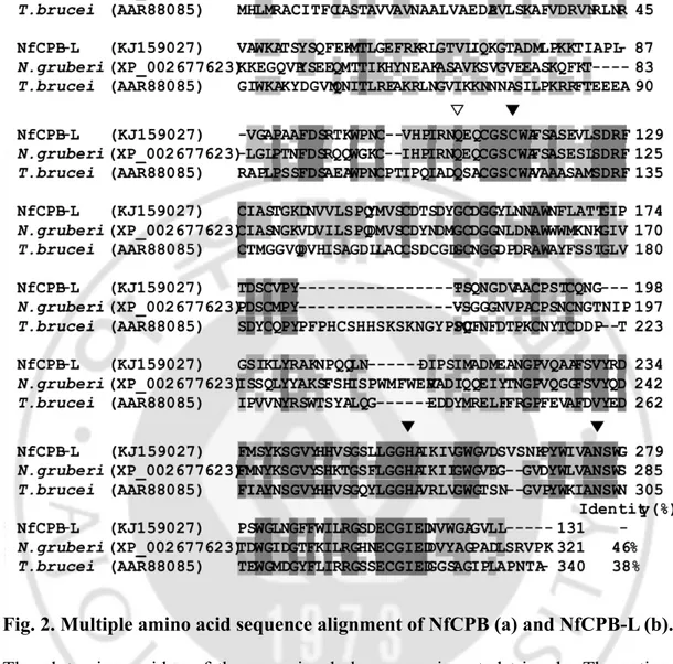 Fig. 2. Multiple amino acid sequence alignment of NfCPB (a) and NfCPB-L (b).  The  glutamine  residue  of  the  oxyanion  hole  was  an  inverted  triangle