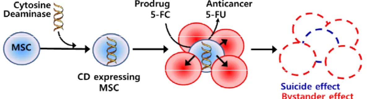 Fig. 1.The anti-cancer effectsof MSCs genetically modified with CD 