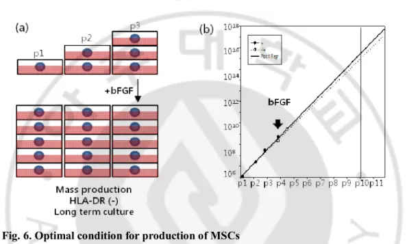 Fig. 6. Optimal condition for production of MSCs   