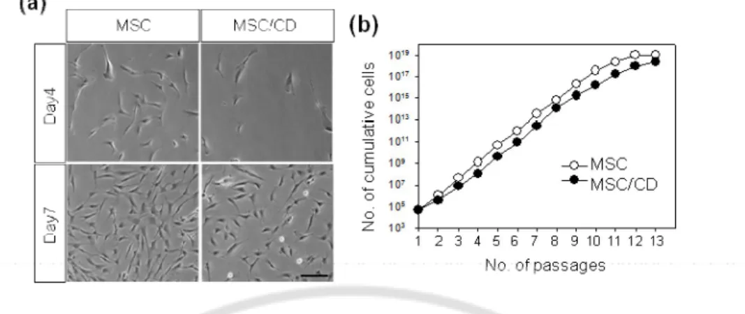 Fig. 1.    No effects of retroviral transduction on the MSC proliferation capability.   