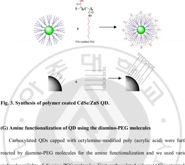 Fig. 3. Synthesis of polymer coated CdSe/ZnS QD. 