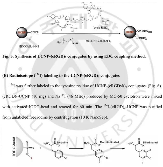 Fig. 5. Synthesis of UCNP-(cRGD) 2  conjugates by using EDC coupling method. 