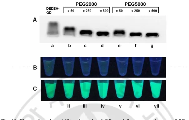 Fig. 10. Electrophoretic  mobility of pegylated QDs and  fluorescence  images of QDs in  TFA solution