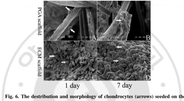 Fig.  6.  The  destribution  and  morphology  of  chondrocytes  (arrows)  seeded on  the  PGA  (A,  B)  and  the  cell-derived  ECM  scaffolds  (C,  D),  respectively