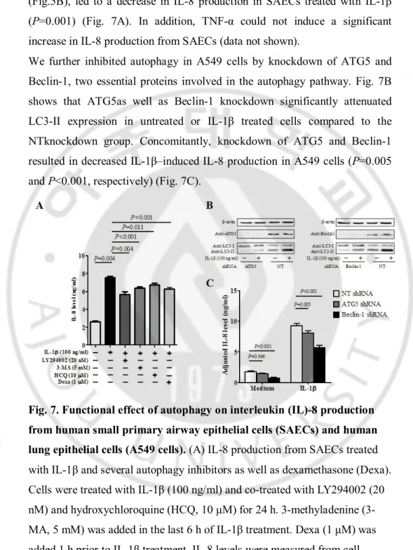 Fig. 7. Functional effect of autophagy on interleukin (IL)-8 production  from human small primary airway epithelial cells (SAECs) and human  lung epithelial cells (A549 cells)