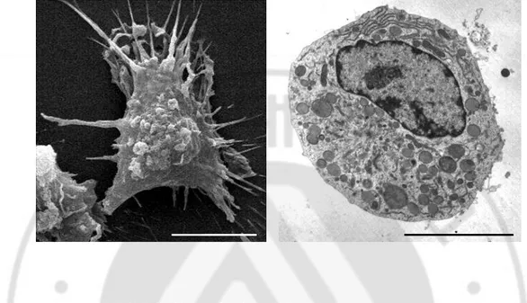 Fig.  4.  SEM  and  TEM  findings  of  microglial  cells.  A.  Microglial  cell  shows  numerous 