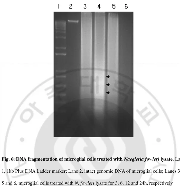 Fig. 6. DNA fragmentation of microglial cells treated with Naegleria fowleri lysate. Lane 