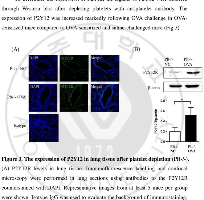 Figure 3. The expression of P2Y12 in lung tissue after platelet depletion (Plt-/-). 