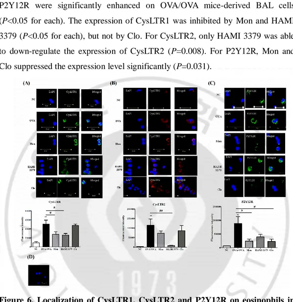Figure  6.  Localization  of  CysLTR1,  CysLTR2  and  P2Y12R  on  eosinophils  in  BAL