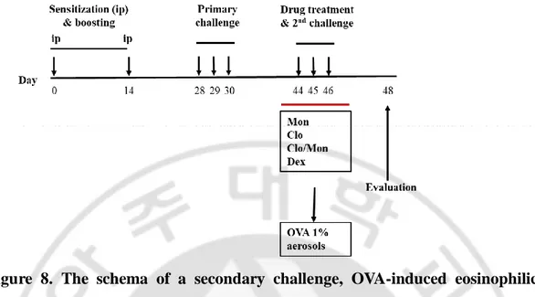 Figure  8.  The  schema  of  a  secondary  challenge,  OVA-induced  eosinophilic  asthma mouse model