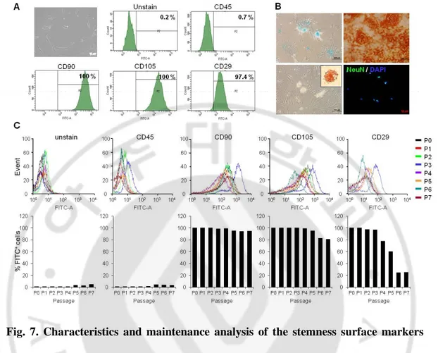 Fig.  7.  Characteristics  and  maintenance  analysis  of  the  stemness  surface  markers  and  differentiation  capacities  of  hEASCs