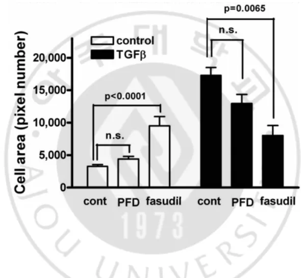 Figure 6. Pirfenidone had little effect on TGF-β1-induced increase in the cell surface  area