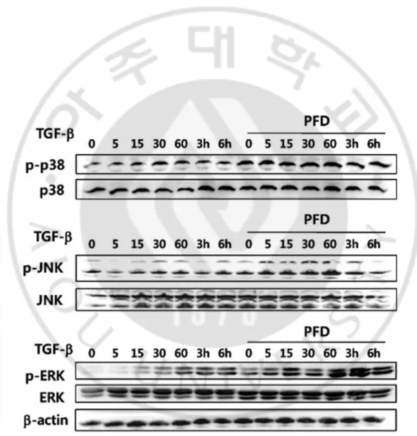 Figure 10. Activation of p38 MAPK, cofilin, and Smad 2/3 by TGF- β1 in ARPE-19  cells