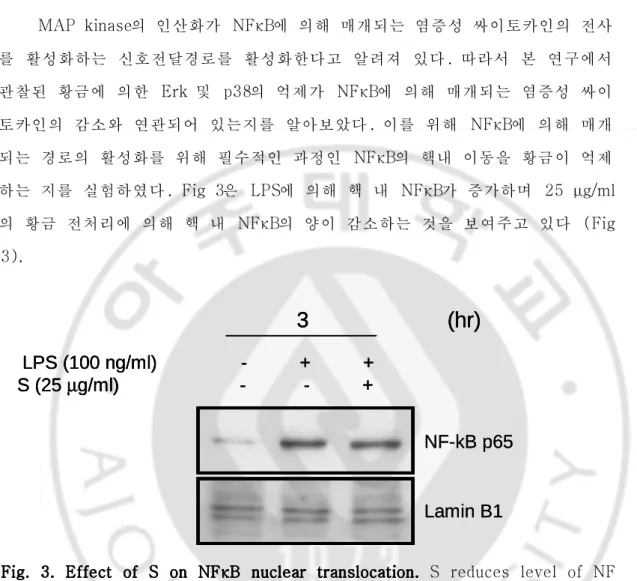 Fig.  3.  3.  3.  3.  Effect  Effect  Effect  Effect  of  of  of  of  S  S  S  on  S  on  NF on  on  NF NF NFκ κ κ κB  B  nuclear  B  B  nuclear  nuclear  translocation