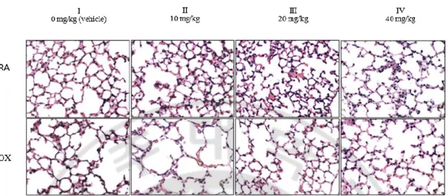 Fig. 3. Histo-morphologic findings of lungs of 14 day-old mice either exposed to room air (RA)  or  85%  oxygen  (OX)  for  14  days  since  birth  and  treated  with  MK-0591  subcutaneously  once  daily during P1-P4