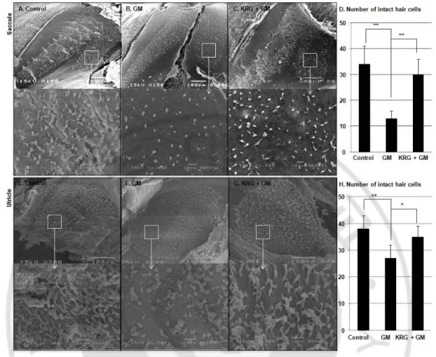 Fig. 2. Scanning electron micrographs of saccular maculae and utricular maculae.   
