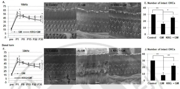 Fig. 3.  Functional and morphological manifestations of the induced hearing loss. 