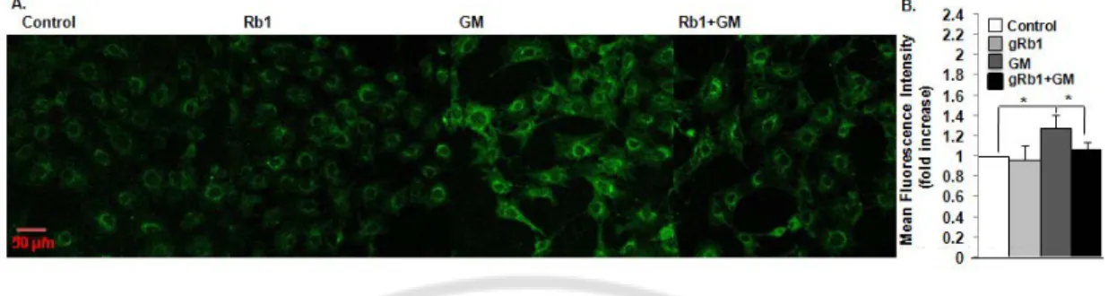 Fig. 5. Measurement of intracellular ROS production.   