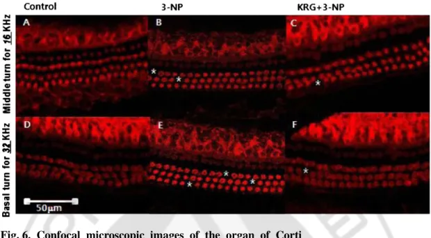 Fig. 6.  Confocal microscopic images of the organ of Corti 