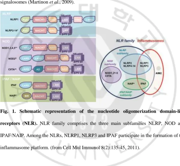 Fig.  1.  Schematic  representation  of  the  nucleotide  oligomerization  domain-like  receptors  (NLR)