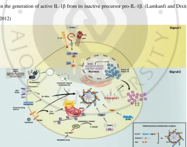 Fig. 2. Activation of the NLRP3 inflammasome (from J Korean Med Sci 28(10): 1415–1423, 2013)