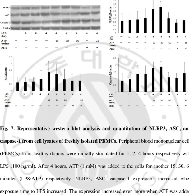 Fig.  7.  Representative  western  blot  analysis  and  quantitation  of  NLRP3,  ASC,  and  caspase-1 from cell lysates of freshly isolated PBMCs
