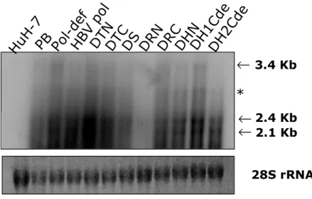 Fig. 5. HBV RNA expressions from chimeric DNA polymerase transfected HuH7  cells. Northern  blot  analysis  was  performed  to  detect  HBV  subgenomic  mRNA  and 