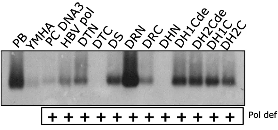 Fig.  7.  Core  particle  formation  from  P  deficient  mutant  and  chimeric  DNA  polymerase  constructs  co-transfected HuH7 cells