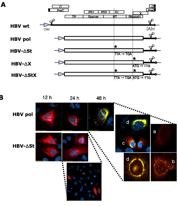 Fig.  1.  Detection  and  characterization  of  a  spliced  HBV  transcript  and  spliced  protein from various HBV polymerases construct transfected cells