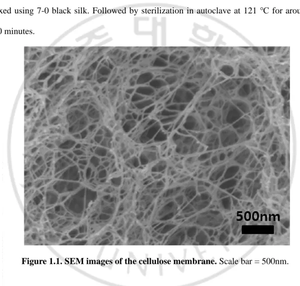 Figure 1.1. SEM images of the cellulose membrane. Scale bar = 500nm. 