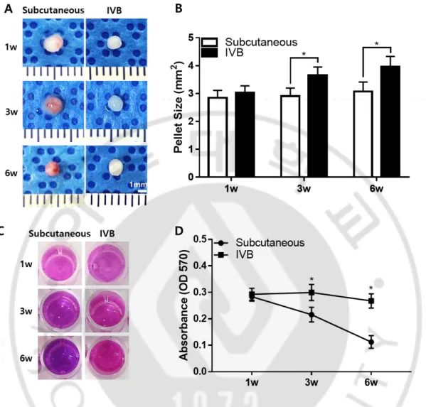Fig 1.4. Gross observation, size measurement and cell viability of pellets retrieved  from the subcutaneous and IV bioreactor experiment